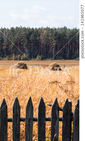 Rural landscape with two round haystacks in a golden dry grass field, backed by a dense coniferous forest under a bright sky, seen through a blurred wooden picket fence vertical photo 141965077