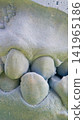 An abstract macro shot a dental impression of a jaw used for making dental crowns; vertical photo 141965186