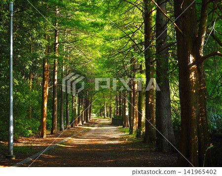 Summer Metasequoia Namiki Summer Metasequoia Namiki 141965402