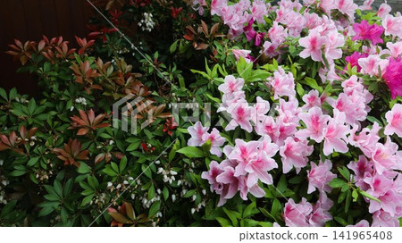 blooming pink and magenta azaleas alongside reddish-brown foliage and small white flowers with lush green leaves at the back, also has copy space blooming pink and magenta azaleas alongside reddish-brown foliage and small white flowers with lush green leaves at the back, also has copy space 141965408