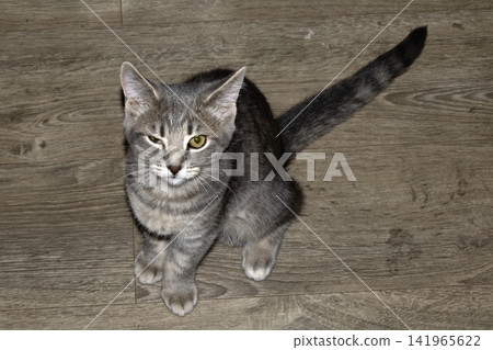 A winking kitten cat on hardwood floor silver tabby A winking kitten cat on hardwood floor silver tabby 141965622