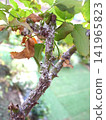 Rose scale insects are a pest, and they are appearing in large numbers again this year. Rose scale insects are a pest, and they are appearing in large numbers again this year. 141965823