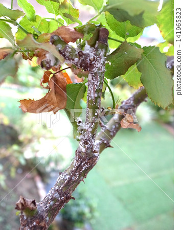 Rose scale insects are a pest, and they are appearing in large numbers again this year. Rose scale insects are a pest, and they are appearing in large numbers again this year. 141965823
