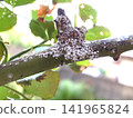 Rose scale insects are a pest, and they are appearing in large numbers again this year. Rose scale insects are a pest, and they are appearing in large numbers again this year. 141965824