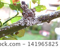 Rose scale insects are a pest, and they are appearing in large numbers again this year. Rose scale insects are a pest, and they are appearing in large numbers again this year. 141965825