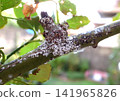 Rose scale insects are a pest, and they are appearing in large numbers again this year. Rose scale insects are a pest, and they are appearing in large numbers again this year. 141965826