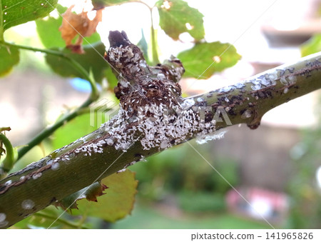 Rose scale insects are a pest, and they are appearing in large numbers again this year. Rose scale insects are a pest, and they are appearing in large numbers again this year. 141965826