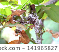 Rose scale insects are a pest, and they are appearing in large numbers again this year. Rose scale insects are a pest, and they are appearing in large numbers again this year. 141965827