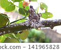 Rose scale insects are a pest, and they are appearing in large numbers again this year. Rose scale insects are a pest, and they are appearing in large numbers again this year. 141965828