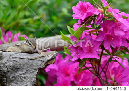 Chipmunk and azalea: Spring theme Chipmunk and azalea: Spring theme 141965846