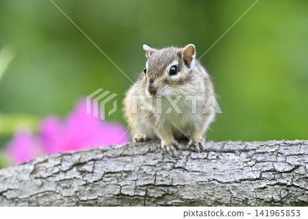 Chipmunk and azalea: Spring theme Chipmunk and azalea: Spring theme 141965853