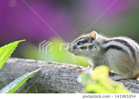 Chipmunk and azalea: Spring theme Chipmunk and azalea: Spring theme 141965854
