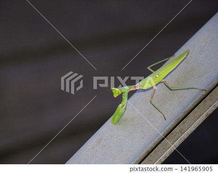 A broad-winged mantis stares at the camera from atop a railing. A broad-winged mantis stares at the camera from atop a railing. 141965905