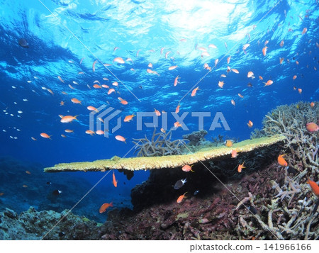 Large table corals and tropical fish on Iriomote Island Large table corals and tropical fish on Iriomote Island 141966166