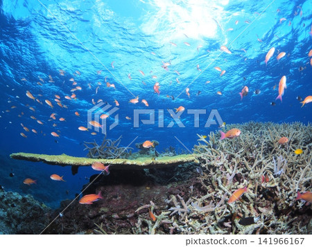 色彩繽紛的熱帶魚在西表島的珊瑚礁中游弋 色彩繽紛的熱帶魚在西表島的珊瑚礁中游弋 141966167