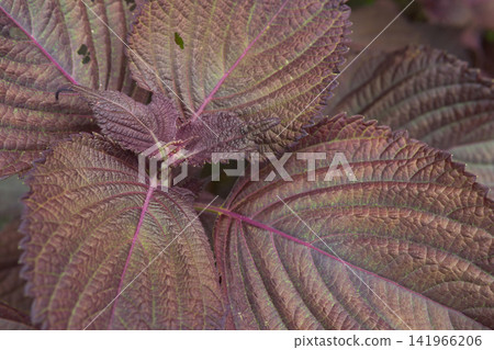 Close-up of Red Shiso Leaves in a Garden Close-up of Red Shiso Leaves in a Garden 141966206