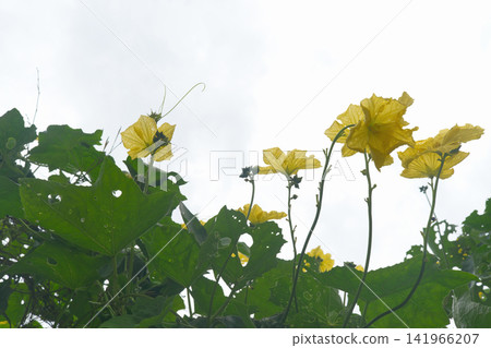 luffa, flower, blossom 141966207