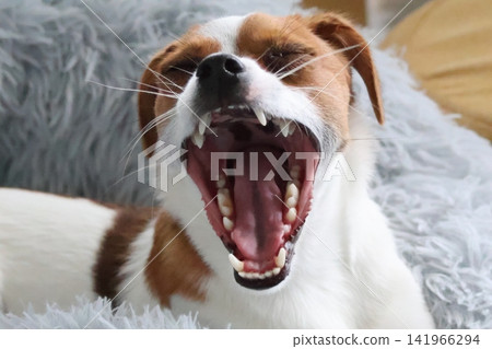 一隻打哈欠的傑克羅素梗犬 一隻打哈欠的傑克羅素梗犬 141966294