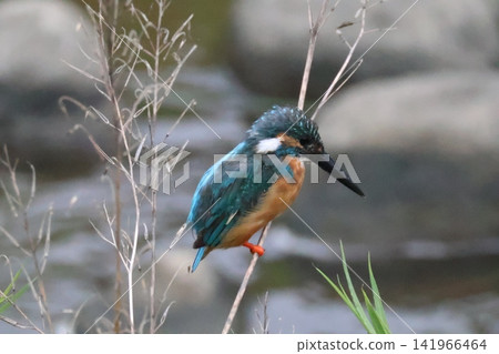 翠鳥停在高處的那一刻 翠鳥停在高處的那一刻 141966464