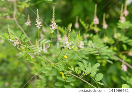 Close-up of Amorpha flowers and green leaves on a bush Close-up of Amorpha flowers and green leaves on a bush 141966481