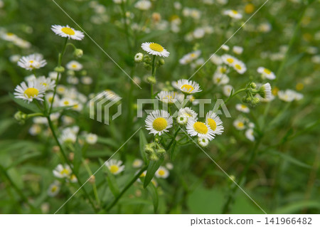 Small annual fleabane flowers with yellow centers in a field Small annual fleabane flowers with yellow centers in a field 141966482