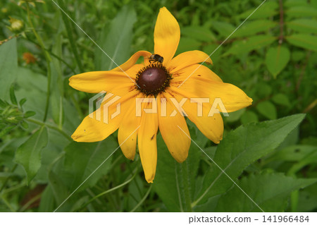 Black-Eyed Susan Flower with Bee in Green Foliage Black-Eyed Susan Flower with Bee in Green Foliage 141966484