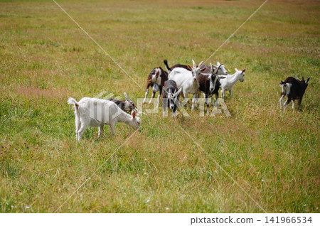 Herd of domestic goats grazing on an open green meadow with short grass, countryside livestock farming concept Herd of domestic goats grazing on an open green meadow with short grass, countryside livestock farming concept 141966534