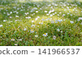 Wild white daisies blooming among green grass in a sunny summer meadow, natural floral background 141966537