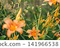 Vibrant orange lily flowers blooming brightly in a lush summer garden, close-up botanical background 141966538