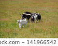 Herd of domestic goats grazing on an open green meadow with short grass, countryside livestock farming concept 141966542