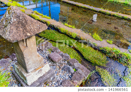 [Shizuoka Prefecture] Mishima City: Mishima Baikamo no Sato (Mishima Water Clover Village) 141966561