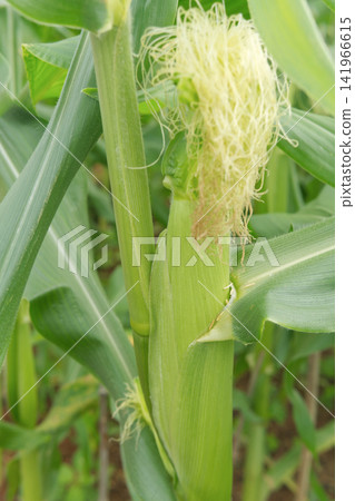Close-up of a young corn cob growing in a field Close-up of a young corn cob growing in a field 141966615