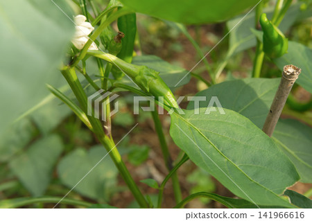 Green chili pepper growing on a plant in a garden Green chili pepper growing on a plant in a garden 141966616