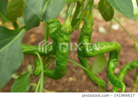 Green Chili Peppers Growing on a Plant Green Chili Peppers Growing on a Plant 141966617