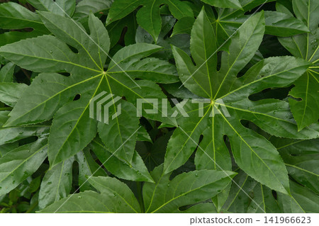 Lush Green Fatsia Japonica Leaves in a Garden Lush Green Fatsia Japonica Leaves in a Garden 141966623