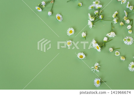 Beautiful wild daisies creating natural border on soft green background Beautiful wild daisies creating natural border on soft green background 141966674