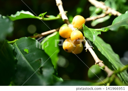 咖啡樹(茜草科)果實 咖啡樹(茜草科)果實 141966951