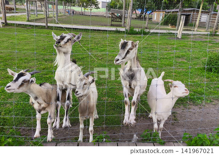 Group of curious domestic goats standing behind a wire fence at a petting zoo on a sunny summer day. Friendly farm animals in a rural countryside setting, agriculture and family tourism concept Group of curious domestic goats standing behind a wire fence at a petting zoo on a sunny summer day. Friendly farm animals in a rural countryside setting, agriculture and family tourism concept 141967021