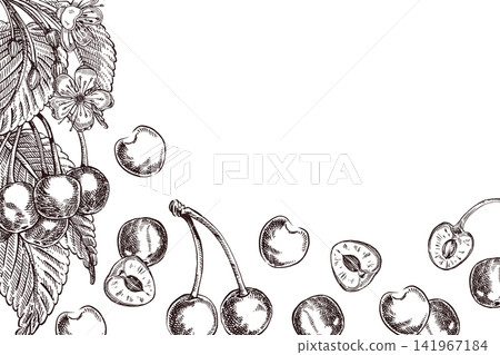 A cherry tree on a branch with leaves, flowers, and slices of fruit. All objects are hand-drawn in ink. Botanical ink illustration for packaging design, greeting card and summer decoration of goods. A cherry tree on a branch with leaves, flowers, and slices of fruit. All objects are hand-drawn in ink. Botanical ink illustration for packaging design, greeting card and summer decoration of goods. 141967184