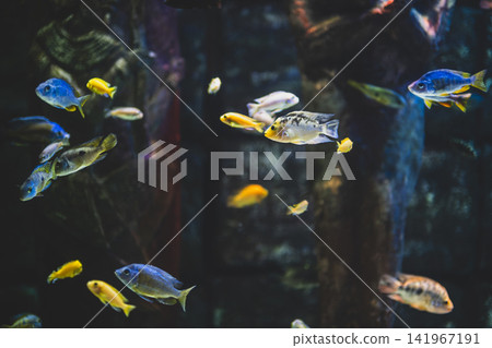 Colorful Malawi Cichlid Aquarium with Vibrant African Cichlids. Colorful Malawi Cichlid Aquarium with Vibrant African Cichlids. 141967191