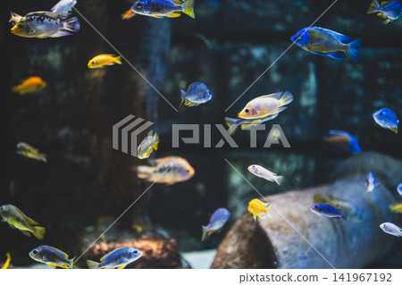 Colorful Malawi Cichlid Aquarium with Vibrant African Cichlids. Colorful Malawi Cichlid Aquarium with Vibrant African Cichlids. 141967192