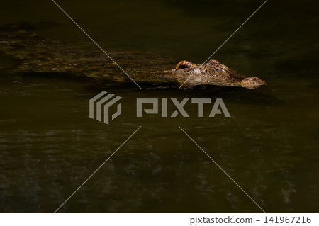 Crocodile Head Floating Silently on Dark Still Water with Minimal Composition 141967216