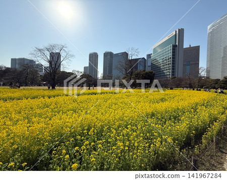 Rape blossoms in the city center Rape blossoms in the city center 141967284