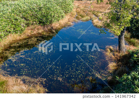 A view from above of a wetland pond with aquatic plants floating on it. A view from above of a wetland pond with aquatic plants floating on it. 141967342