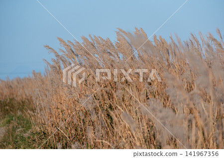 Blue sky and a field of golden pampas grass Blue sky and a field of golden pampas grass 141967356