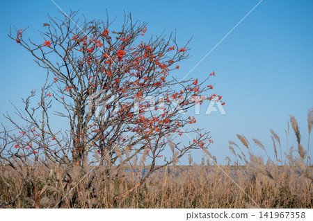 The red berries of the rowan tree and the withered grass stand out against the blue sky. The red berries of the rowan tree and the withered grass stand out against the blue sky. 141967358