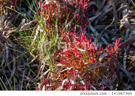 紅色多肉植物、枯萎的葉子和綠草 141967360