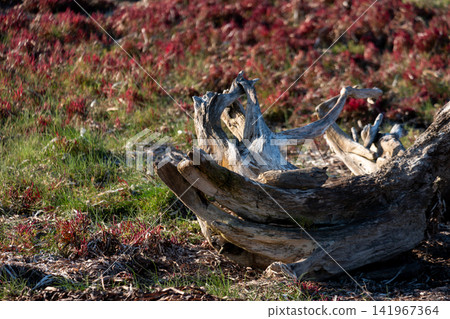 A piece of driftwood lies on the ground, overgrown with red plants and grass. A piece of driftwood lies on the ground, overgrown with red plants and grass. 141967364