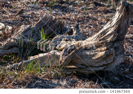 Weathered driftwood and grass lie on the ground in the sunlit forest. Weathered driftwood and grass lie on the ground in the sunlit forest. 141967369