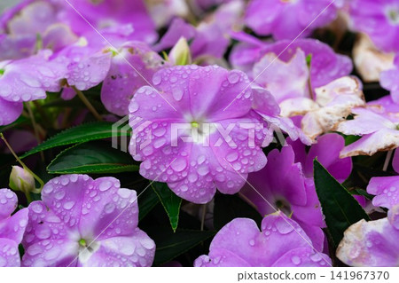 雨後盛開的粉紅色鳳仙花，花瓣上還沾滿了雨滴。 141967370